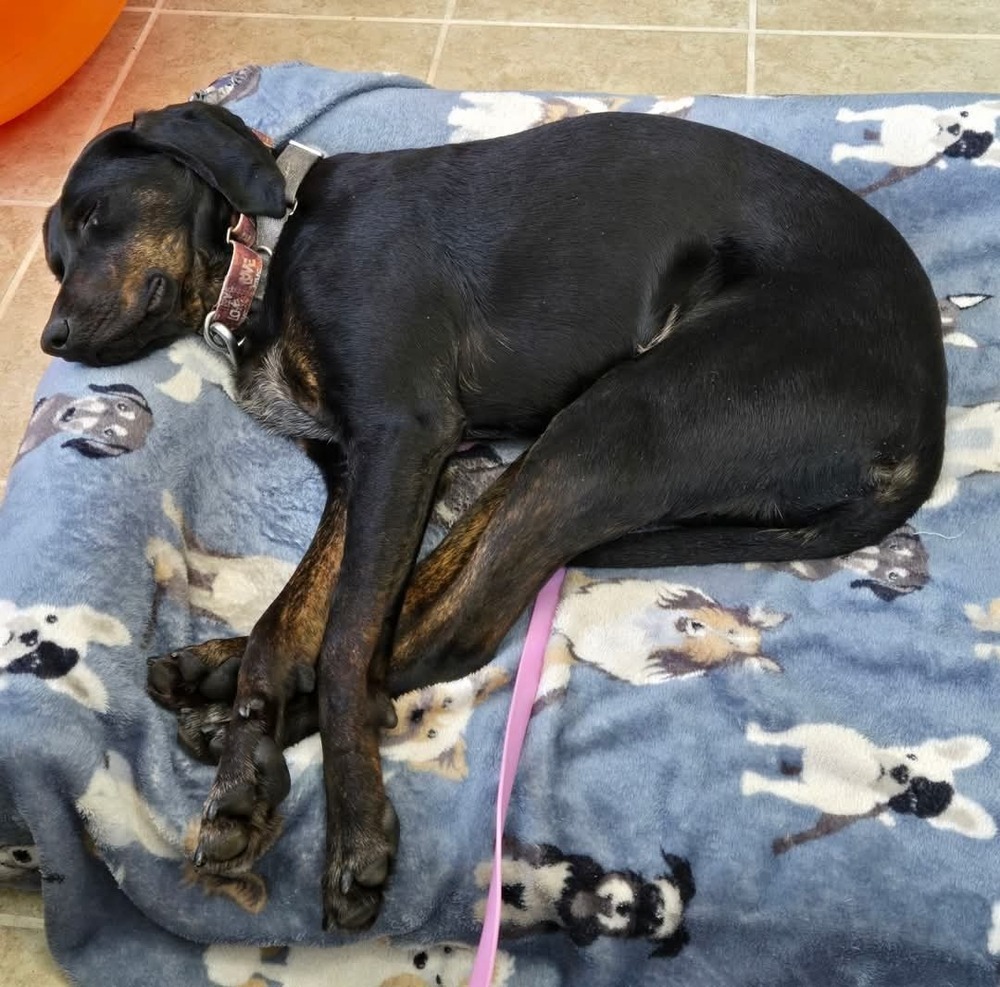 Seven, an adoptable Plott Hound in Wausau, WI, 54401 | Photo Image 5