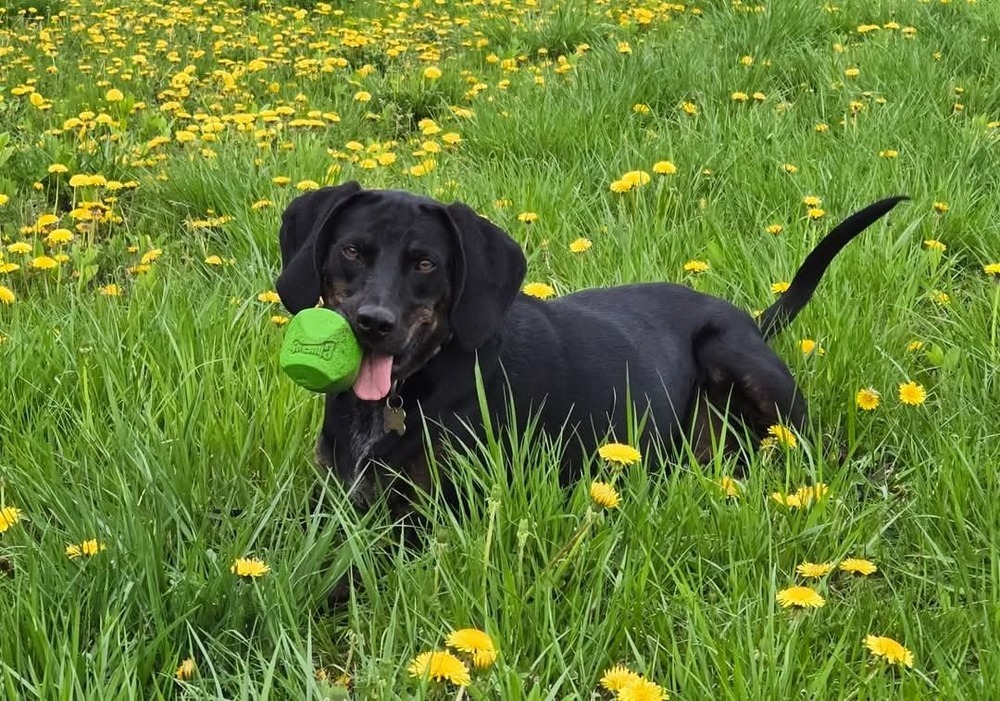 Seven, an adoptable Plott Hound in Wausau, WI, 54401 | Photo Image 5