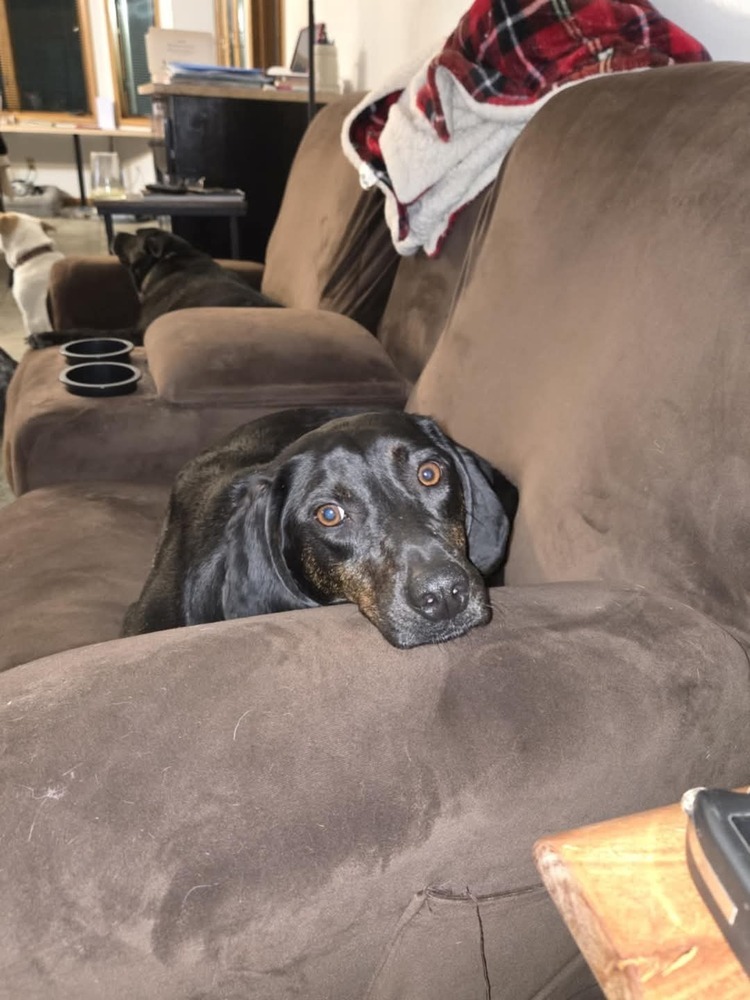 Seven, an adoptable Plott Hound in Wausau, WI, 54401 | Photo Image 6