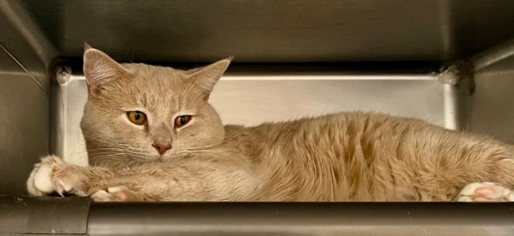 Kitty 3