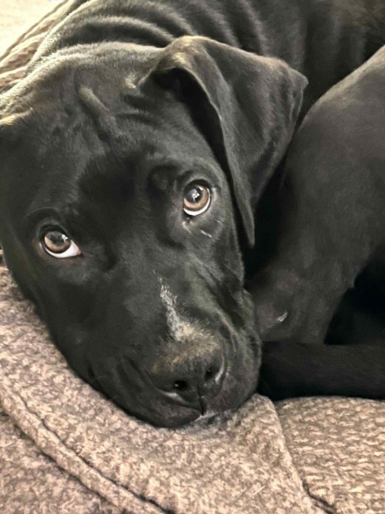 Louie