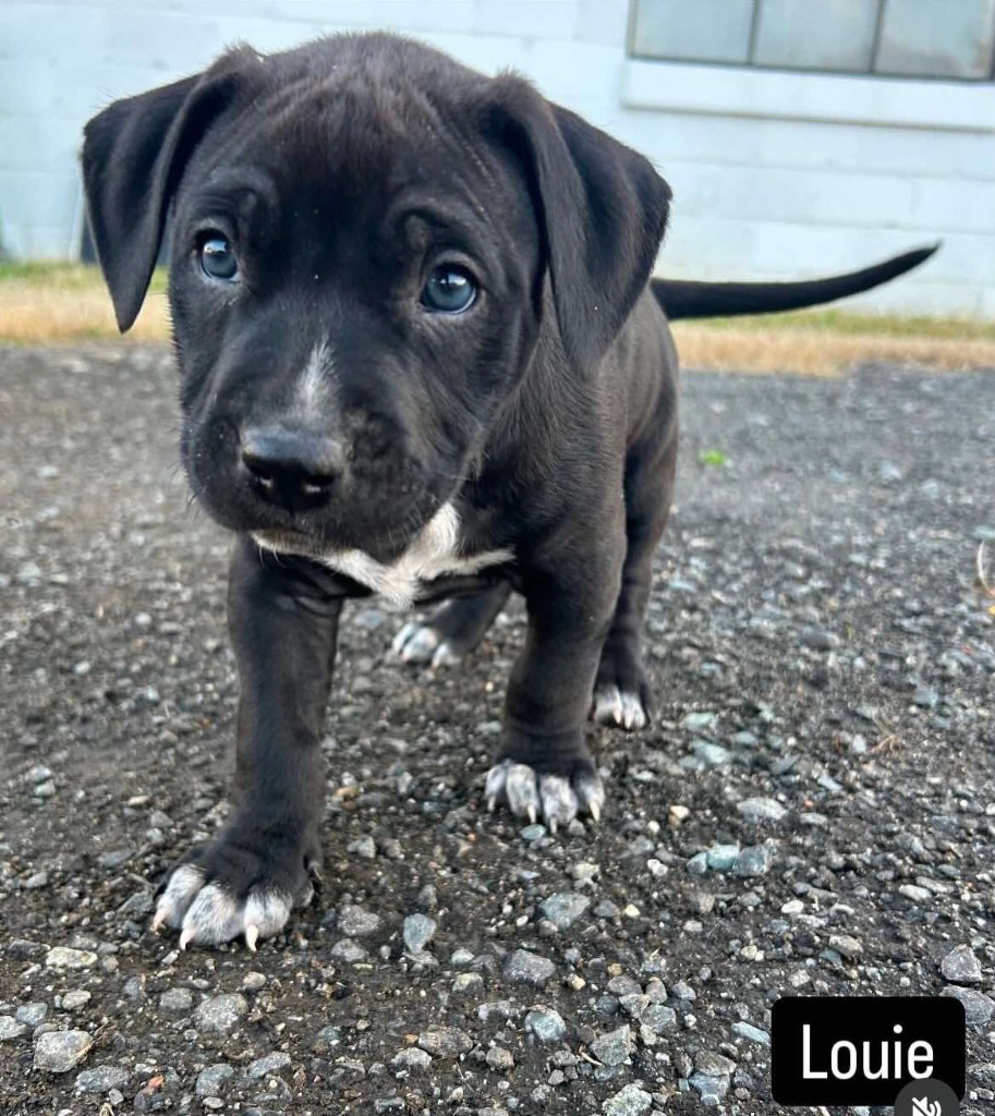 Louie