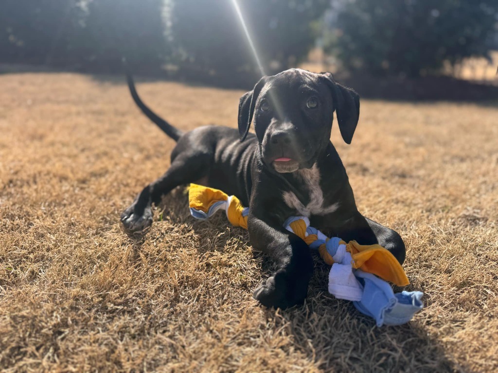 Louie
