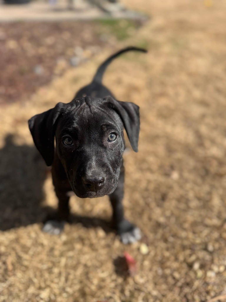 Louie