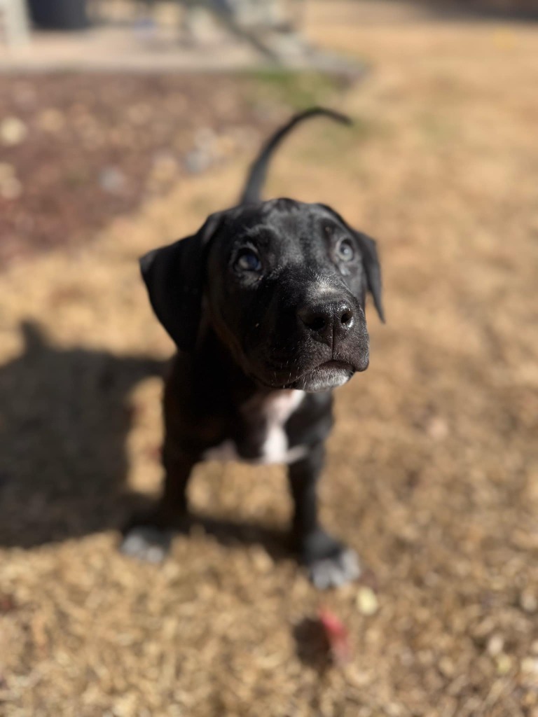 Louie