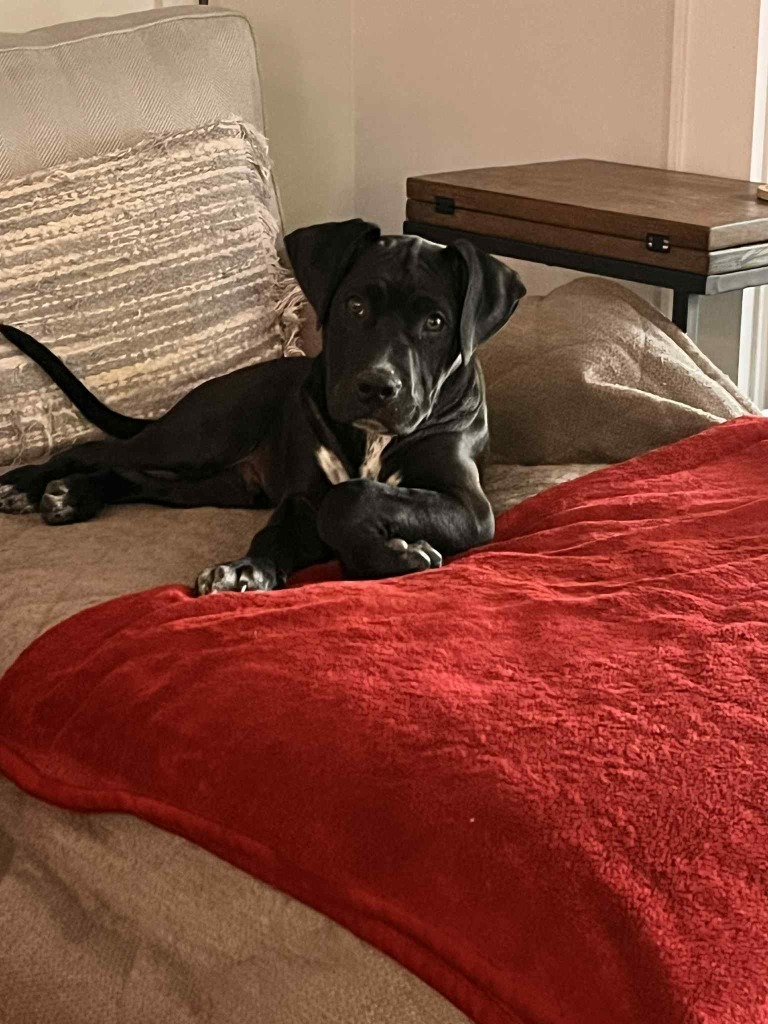 Louie