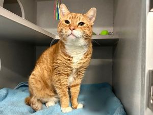 What my friends at ACC say about me The staff think I would do best in a home where there