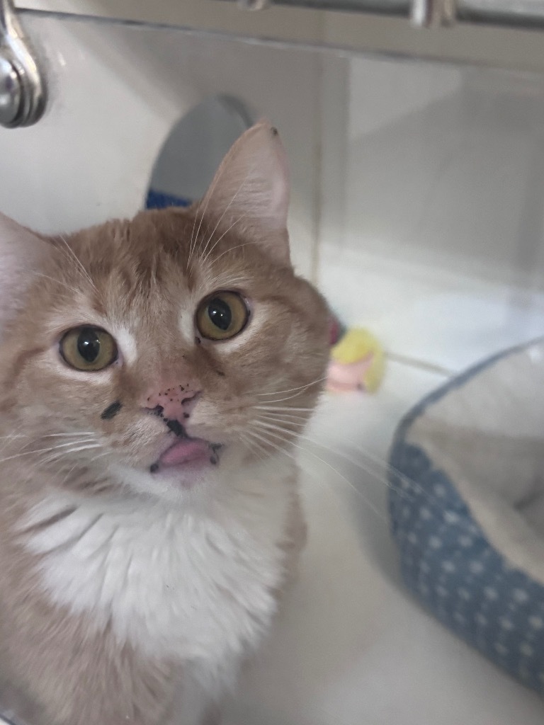 Garfield, an adoptable Domestic Short Hair in Crandon, WI, 54520 | Photo Image 1