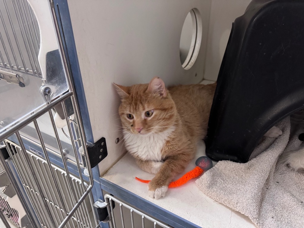 Garfield, an adoptable Domestic Short Hair in Crandon, WI, 54520 | Photo Image 2