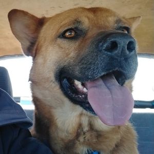 Durham, Adult Male Carolina Dog