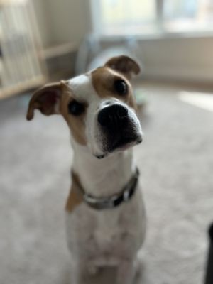 Keebler, Adult Male unknown