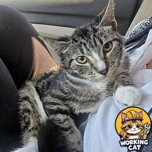 Zayra, Young Female Domestic Short Hair
