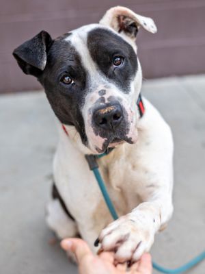 Mallard - IN FOSTER Mixed Breed Dog