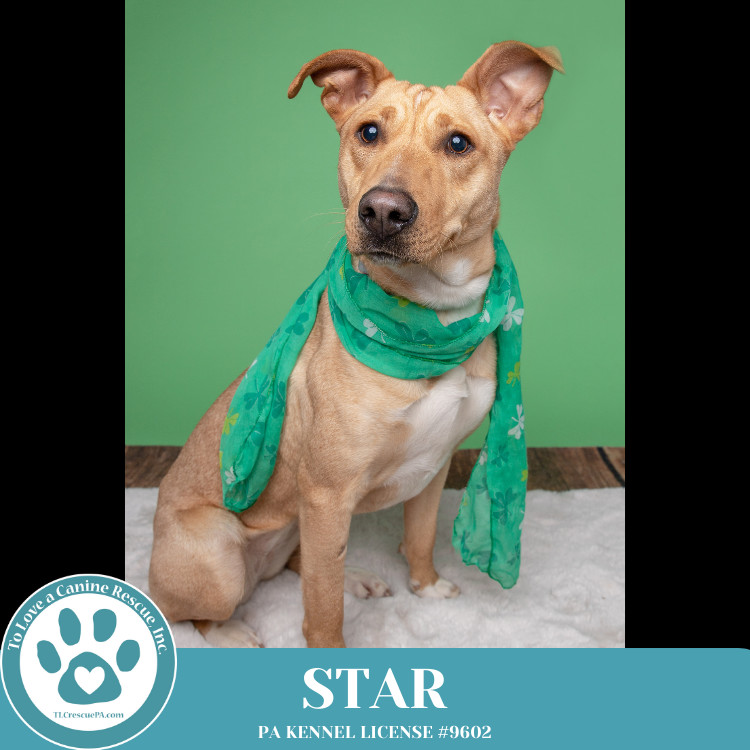 Star (Skye's Pup) 101924