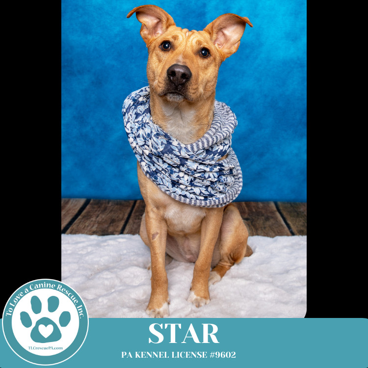 Star (Skye's Pup) 101924