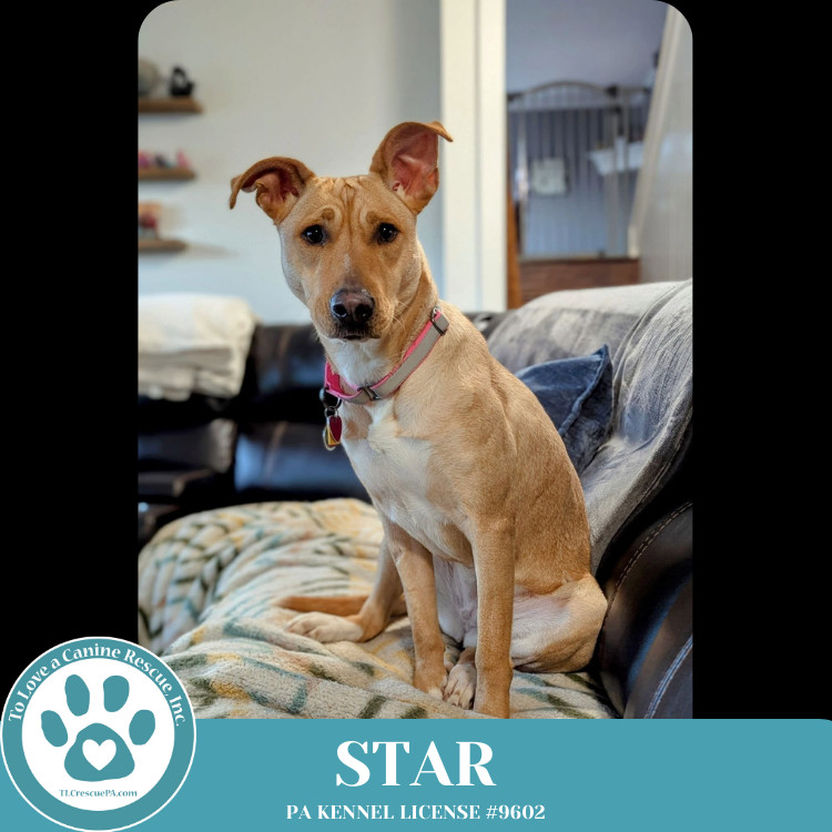 Star (Skye's Pup) 101924
