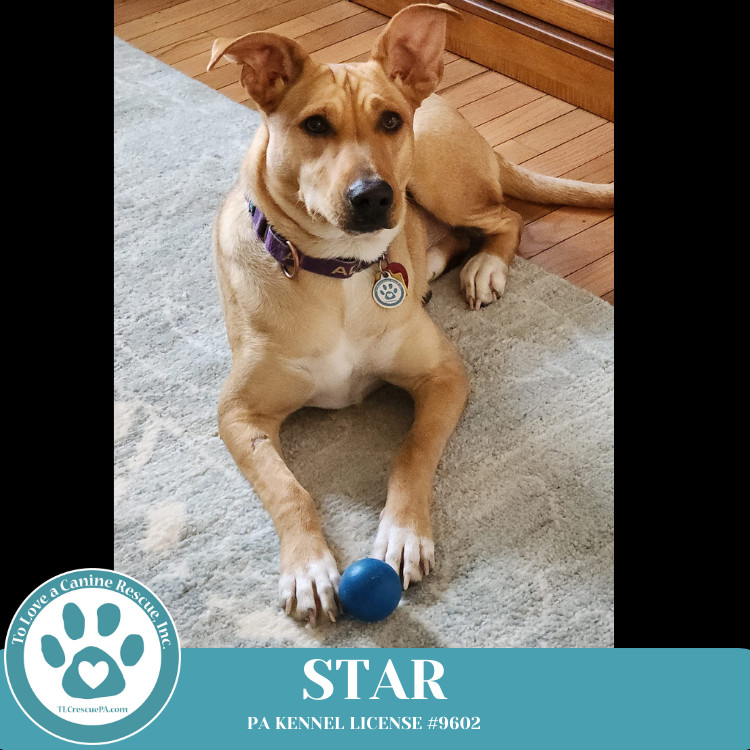 Star (Skye's Pup) 101924
