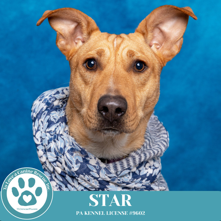 Star (Skye's Pup) 101924