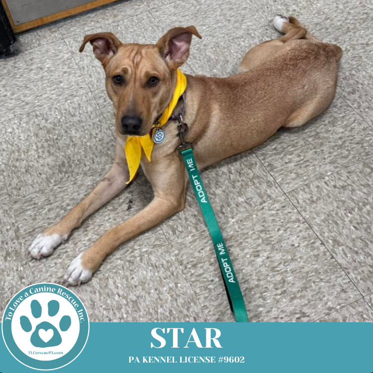 Star (Skye's Pup) 101924
