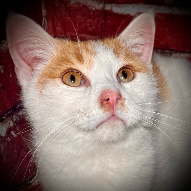 Georgie 1