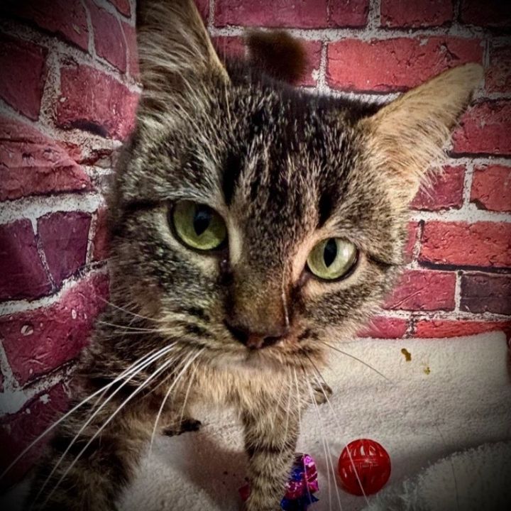 Lola 1