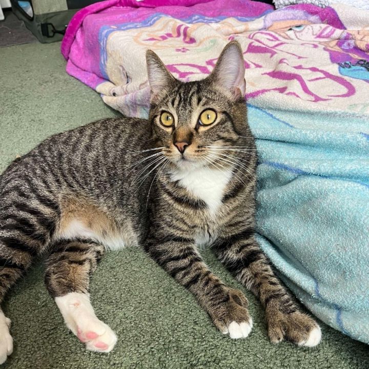 Paws 1