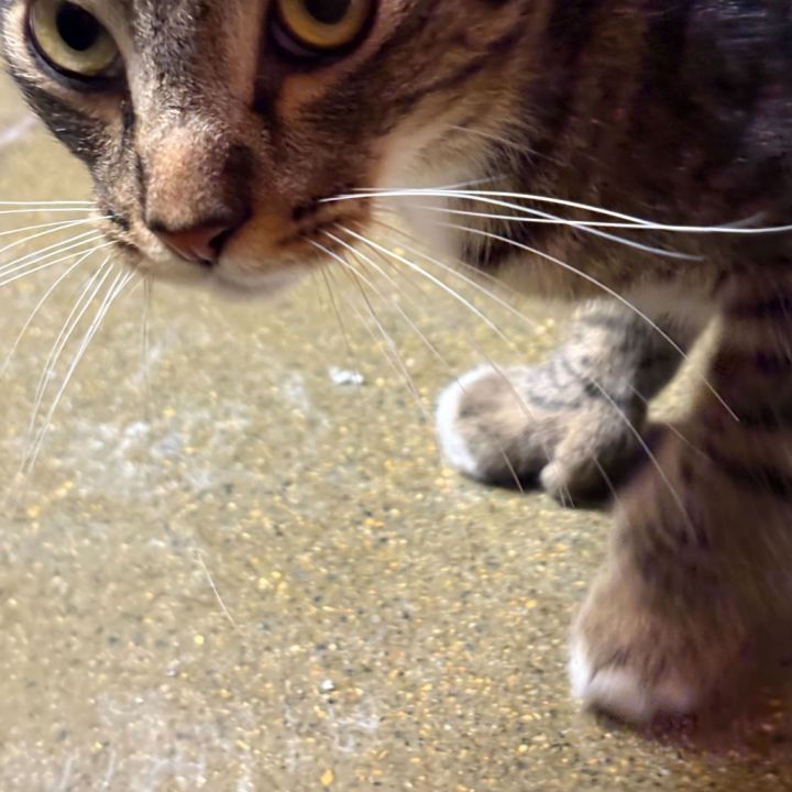 Paws 2