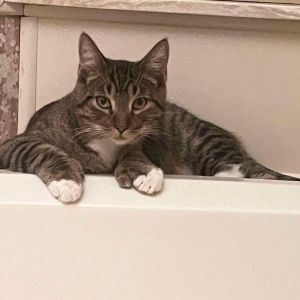 Rocky, Adult Male Domestic Short Hair