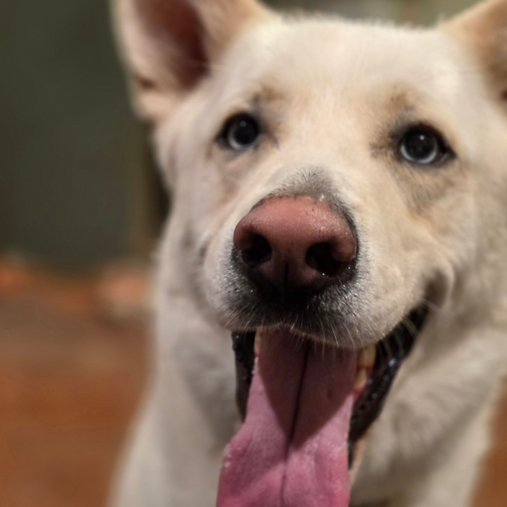 Benny, an adoptable Husky, Mixed Breed in Glenfield, NY, 13343 | Photo Image 1