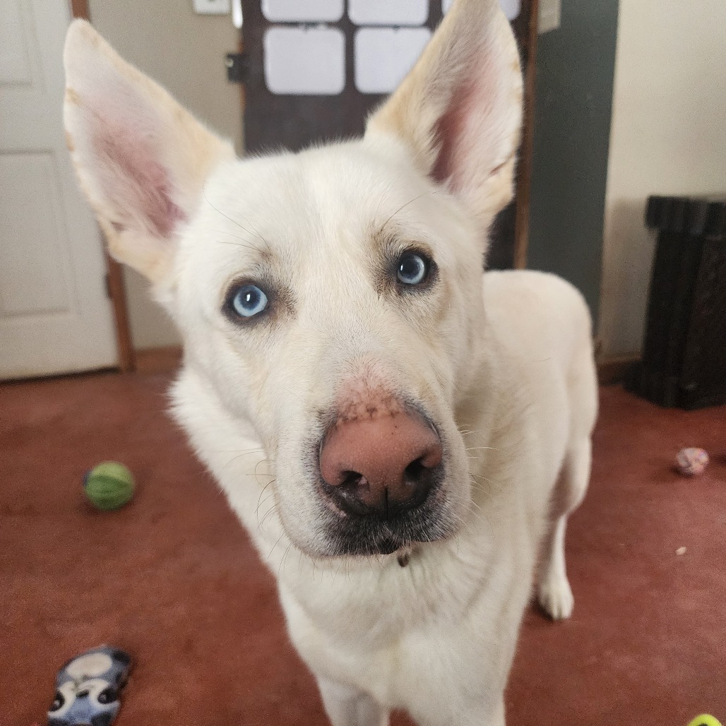 Benny, an adoptable Husky, Mixed Breed in Glenfield, NY, 13343 | Photo Image 2