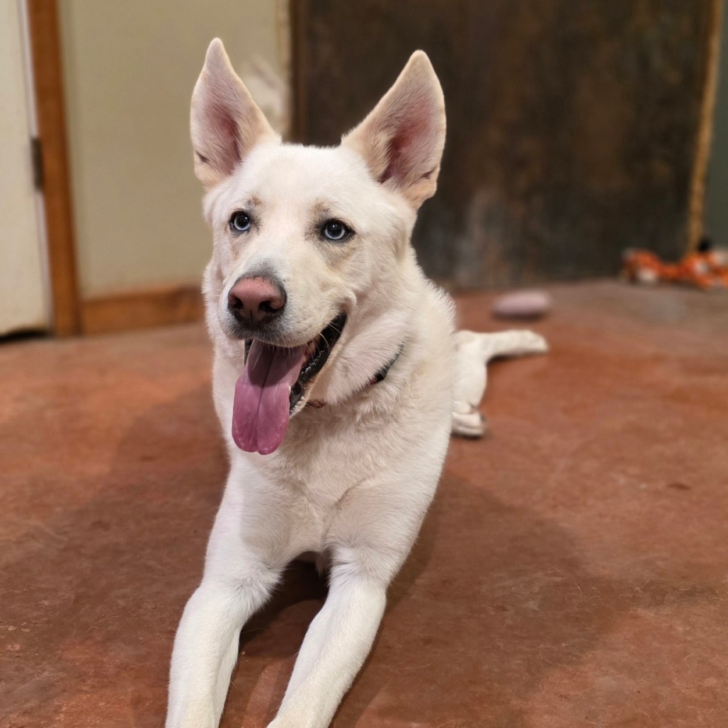 Benny, an adoptable Husky, Mixed Breed in Glenfield, NY, 13343 | Photo Image 3