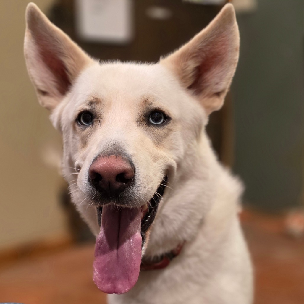 Benny, an adoptable Husky, Mixed Breed in Glenfield, NY, 13343 | Photo Image 4