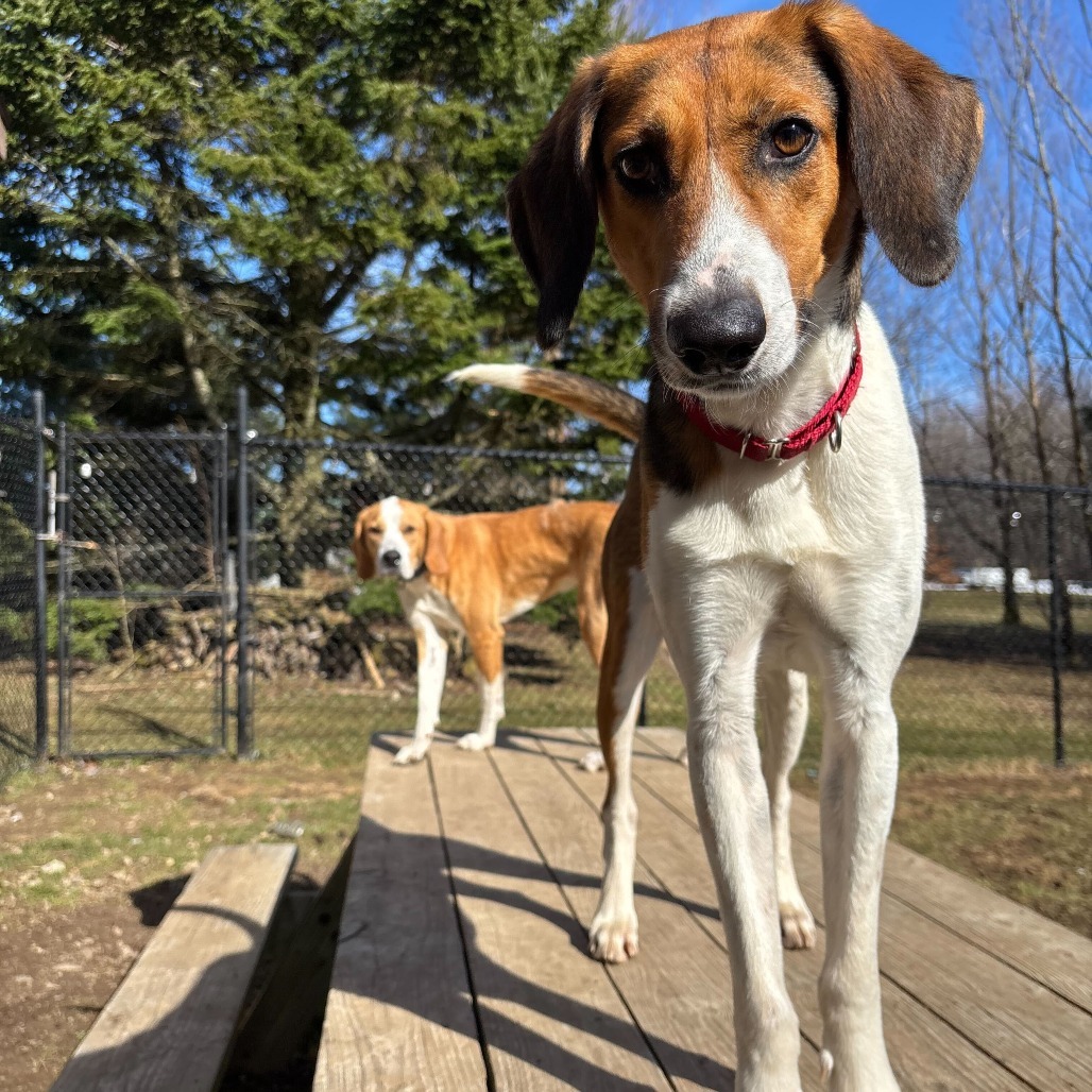 Scout, an adoptable Hound in Glenfield, NY, 13343 | Photo Image 1
