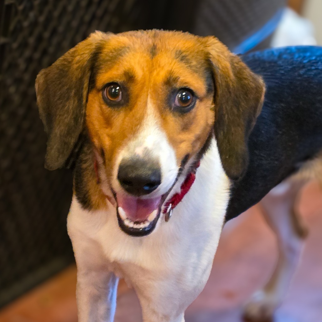 Scout, an adoptable Hound in Glenfield, NY, 13343 | Photo Image 2
