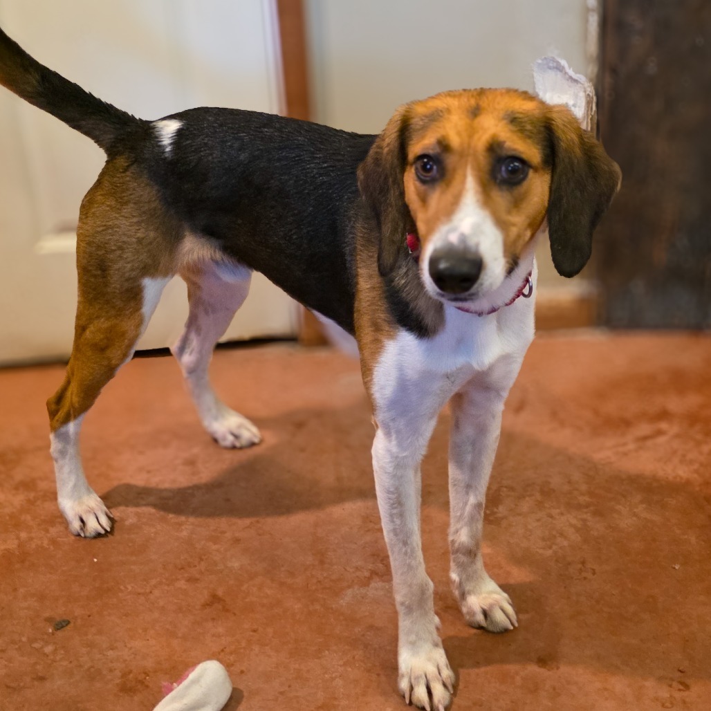 Scout, an adoptable Hound in Glenfield, NY, 13343 | Photo Image 3