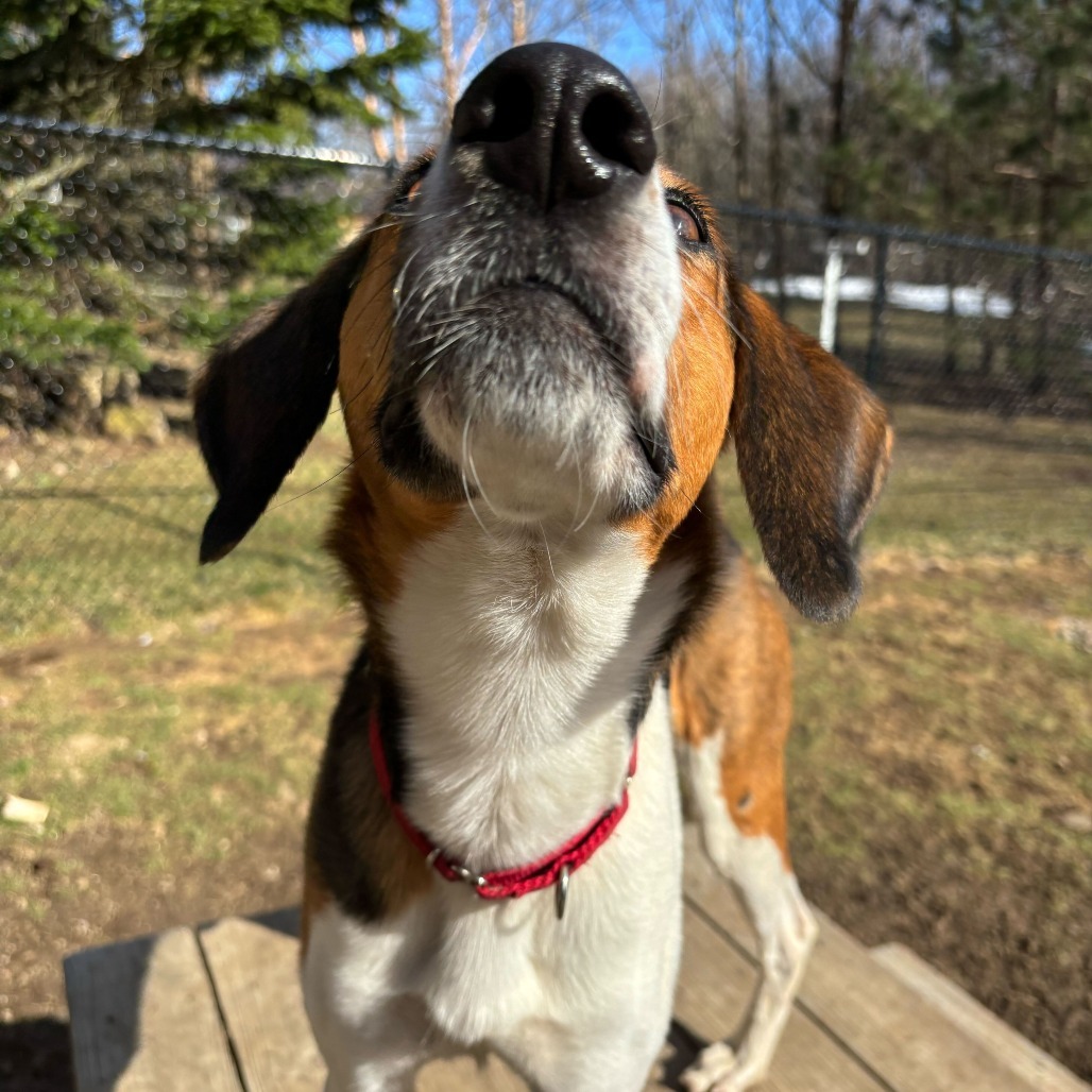 Scout