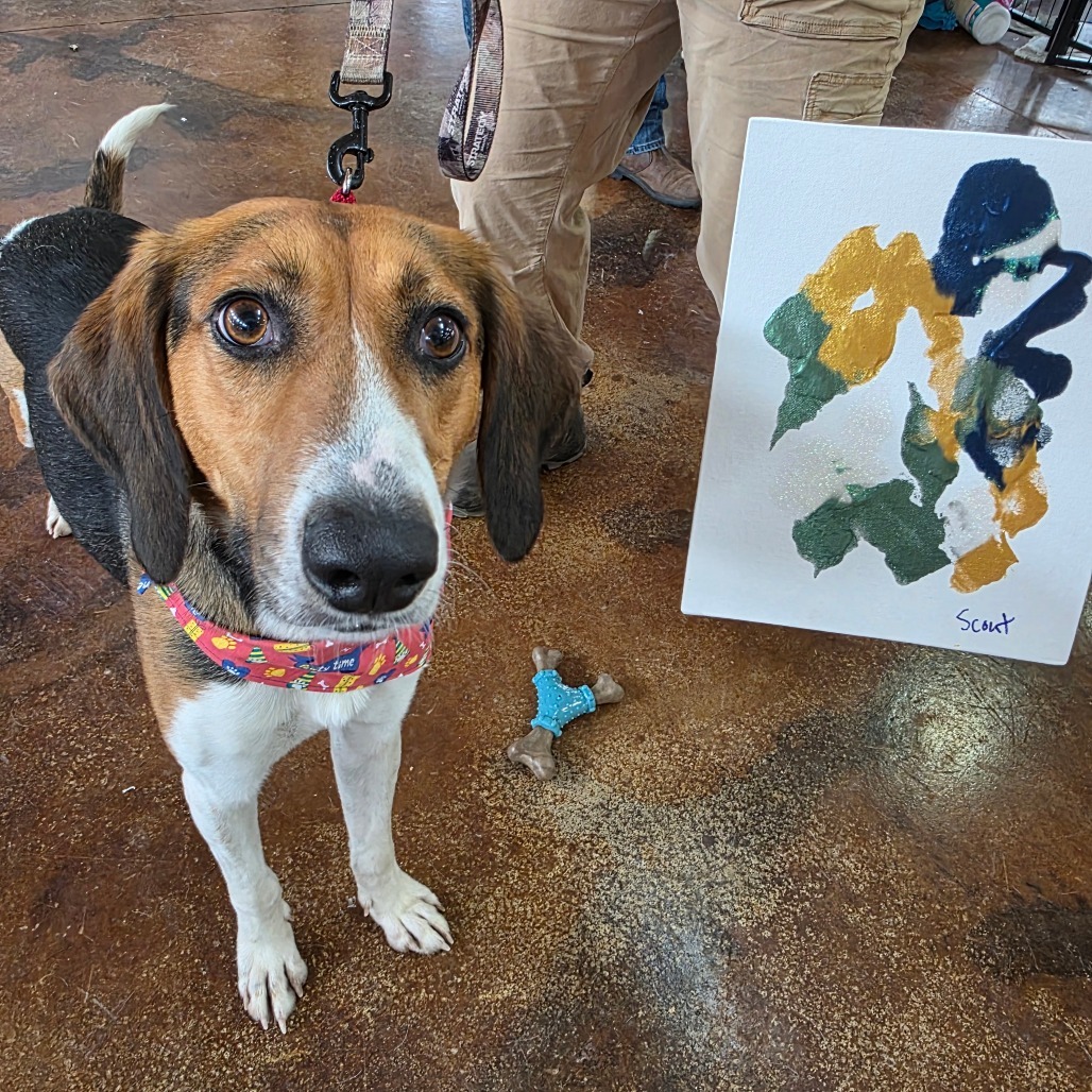 Scout