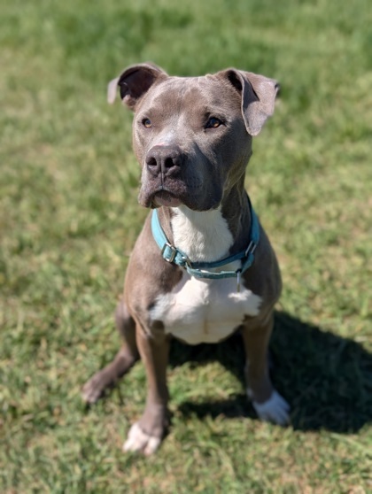 Bruno