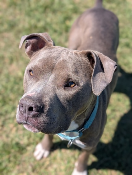 Bruno