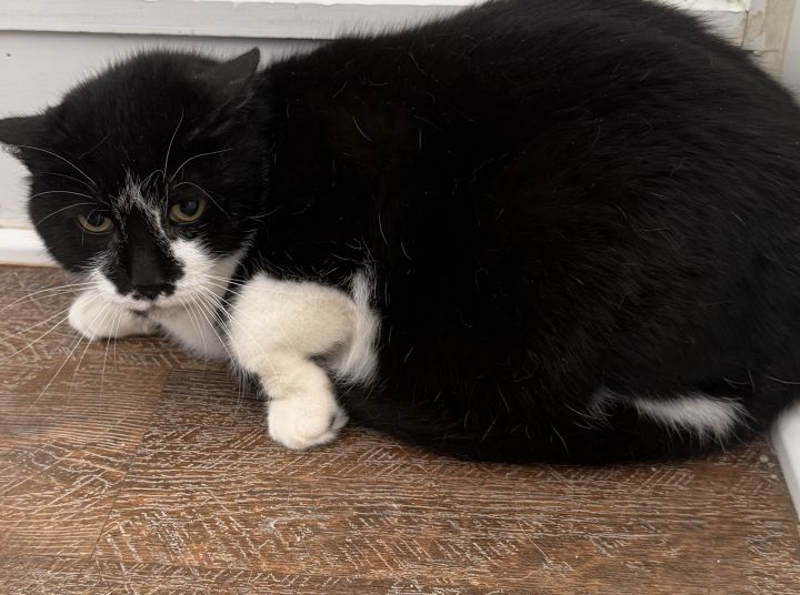Chow 1