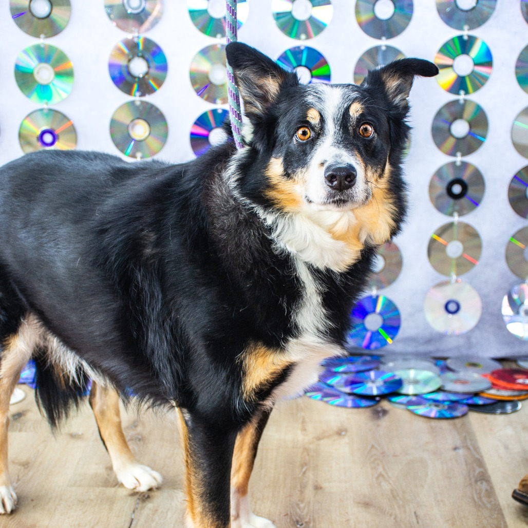 Oliver, an adoptable Australian Shepherd, Border Collie in Idaho Falls, ID, 83402 | Photo Image 1