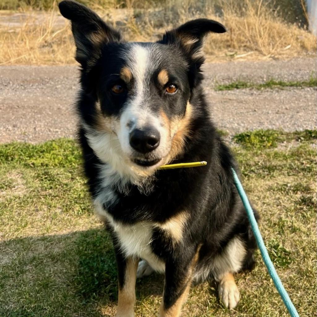 Oliver, an adoptable Australian Shepherd, Border Collie in Idaho Falls, ID, 83402 | Photo Image 2
