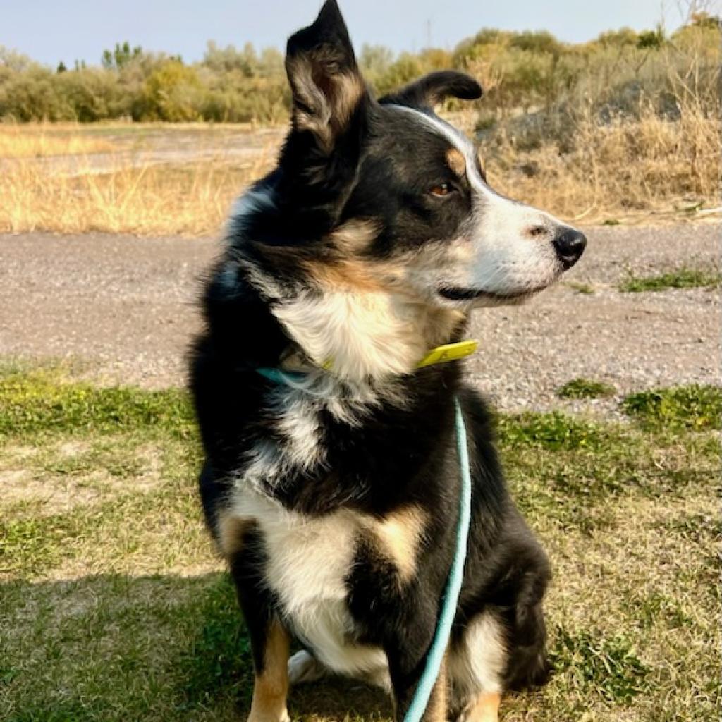 Oliver, an adoptable Australian Shepherd, Border Collie in Idaho Falls, ID, 83402 | Photo Image 3