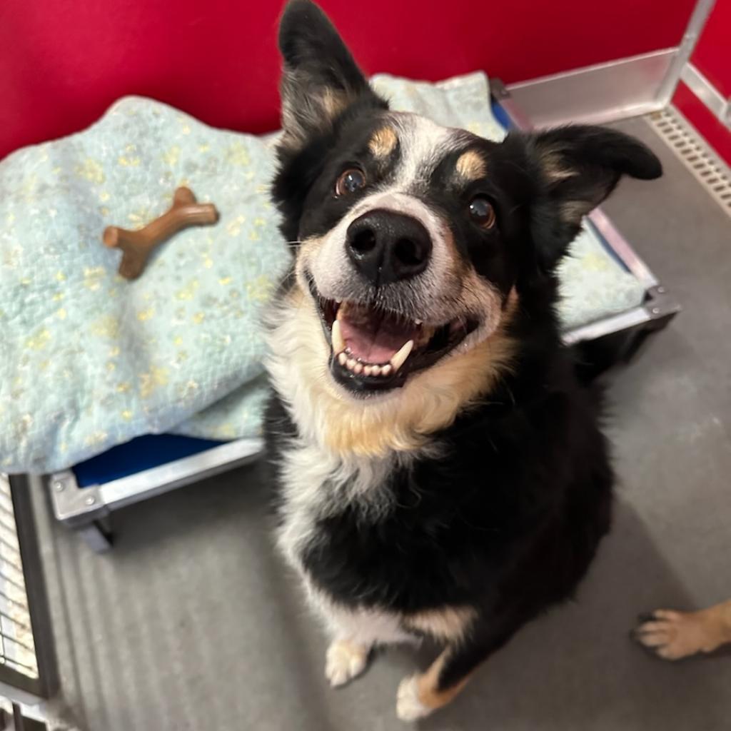 Oliver, an adoptable Australian Shepherd, Border Collie in Idaho Falls, ID, 83402 | Photo Image 4