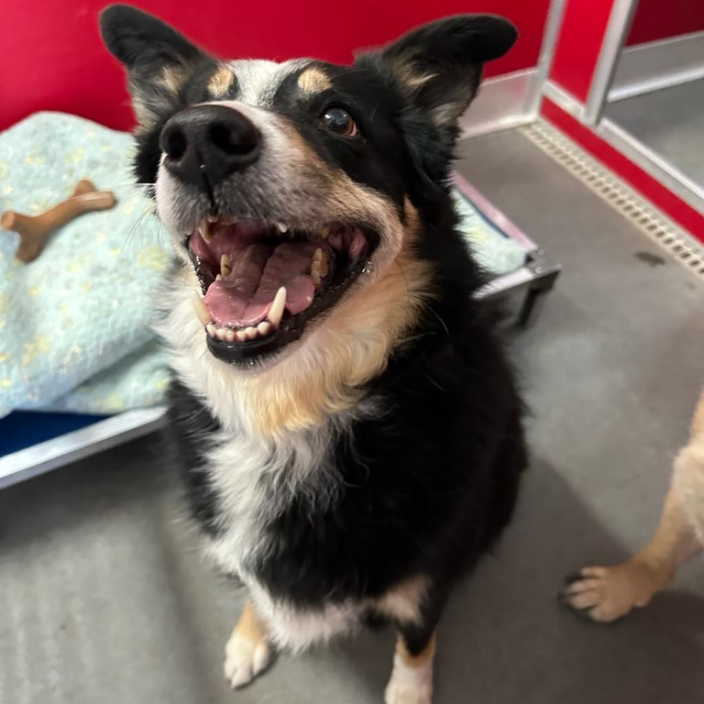 Oliver, an adoptable Australian Shepherd, Border Collie in Idaho Falls, ID, 83402 | Photo Image 5