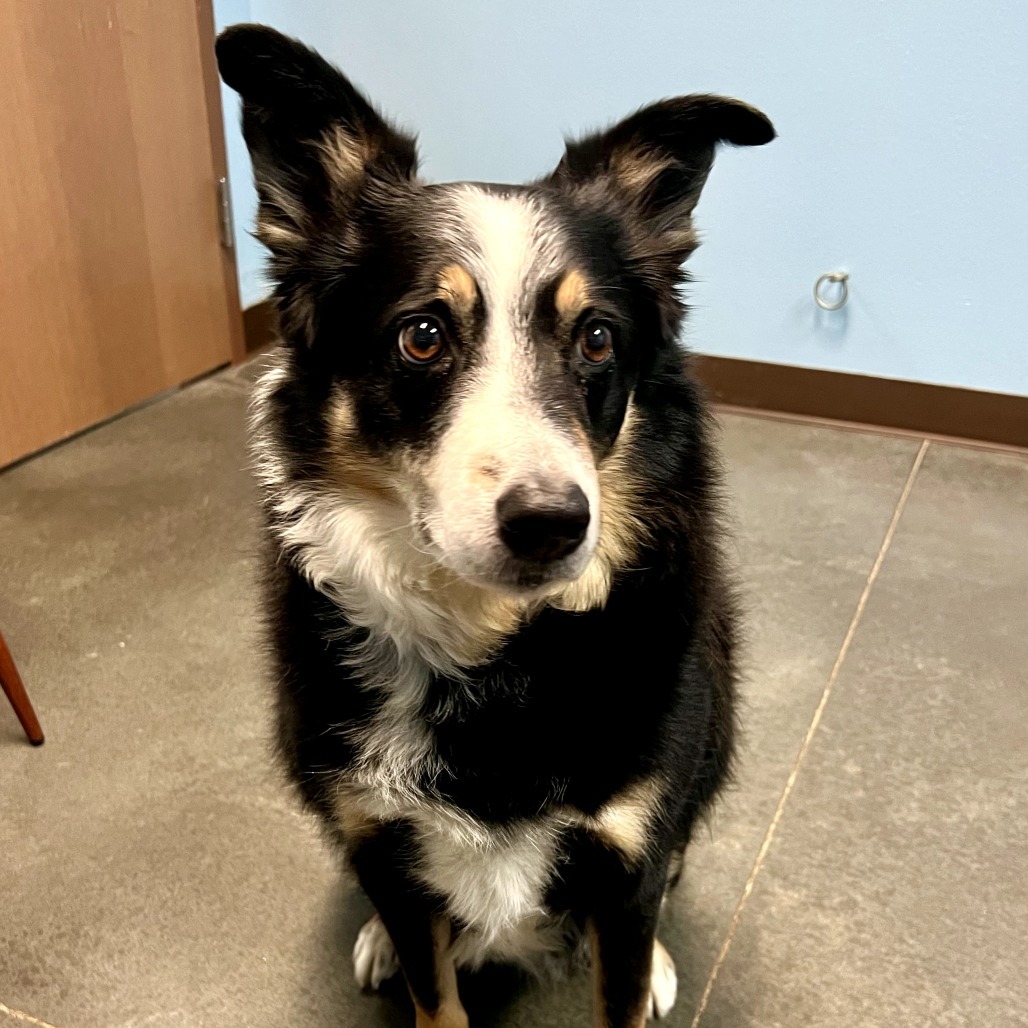 Oliver, an adoptable Australian Shepherd, Border Collie in Idaho Falls, ID, 83402 | Photo Image 6