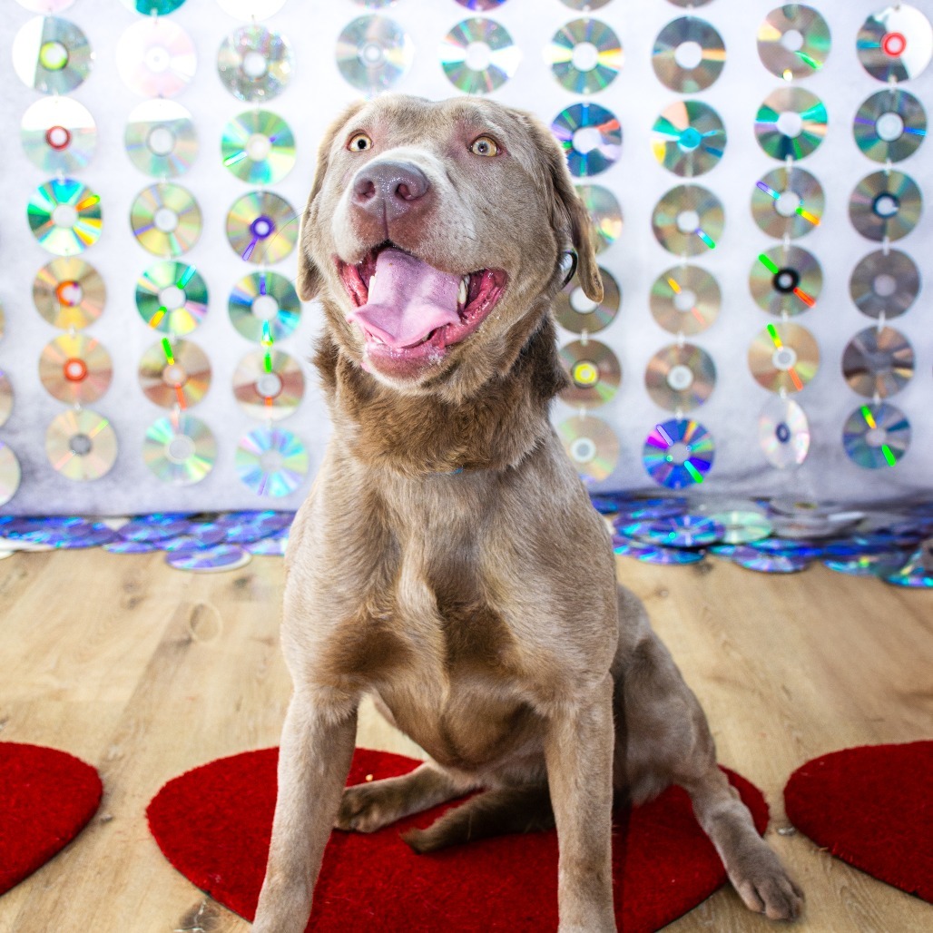 Rosie, an adoptable Labrador Retriever in Idaho Falls, ID, 83402 | Photo Image 1