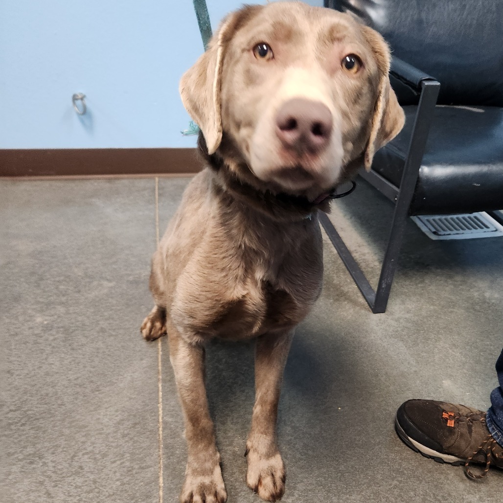 Rosie, an adoptable Labrador Retriever in Idaho Falls, ID, 83402 | Photo Image 2