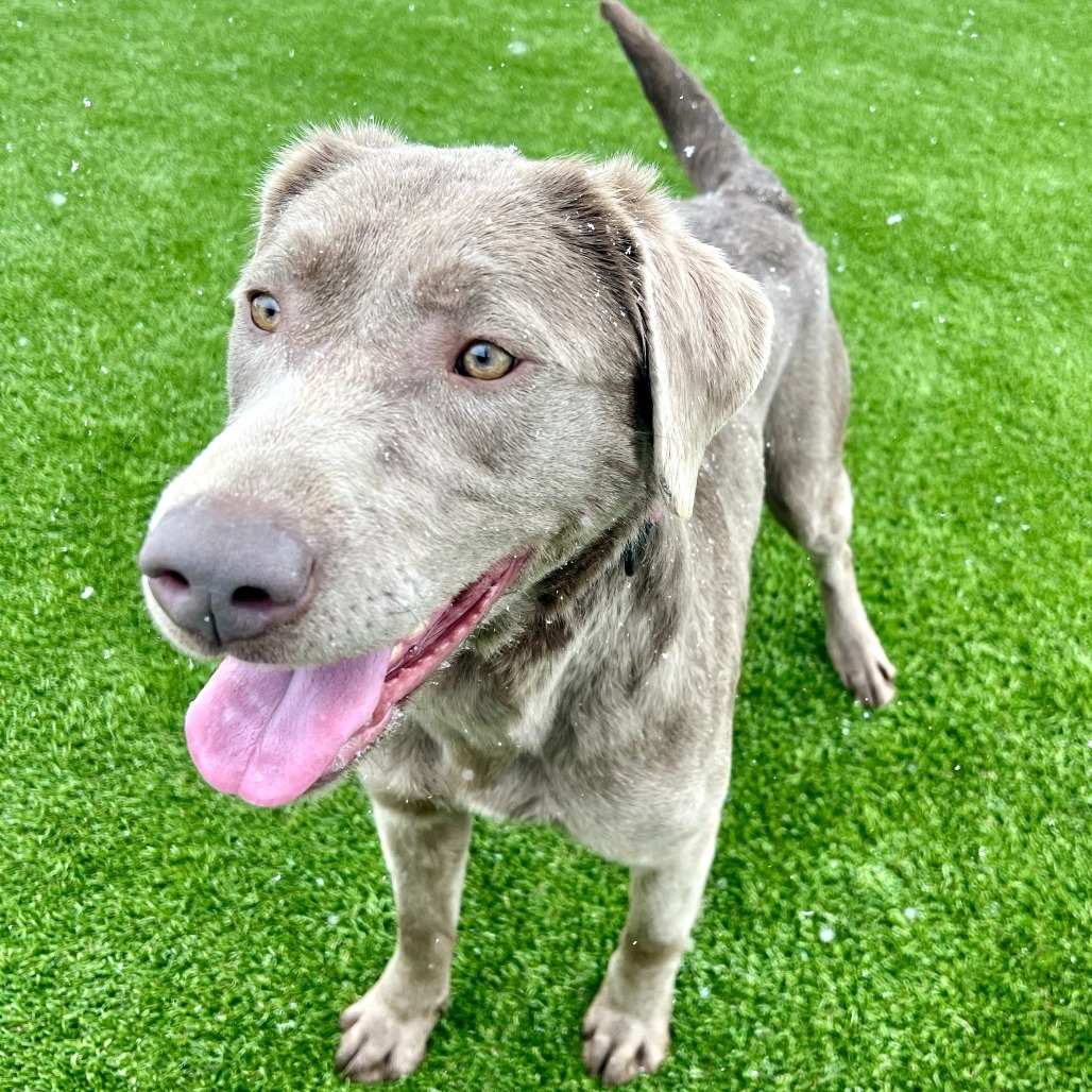 Rosie, an adoptable Labrador Retriever in Idaho Falls, ID, 83402 | Photo Image 3