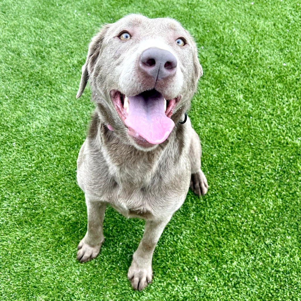 Rosie, an adoptable Labrador Retriever in Idaho Falls, ID, 83402 | Photo Image 4